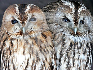 Portrait of two owls