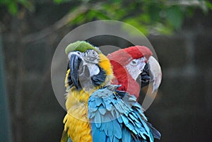 Portrait of two parrots sitting next to each other