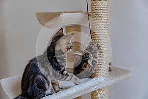 Portrait of two playing kittens with a toy in a cat house. photo