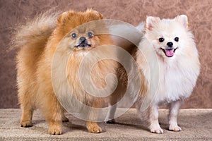 Portrait two Pomeranian dog