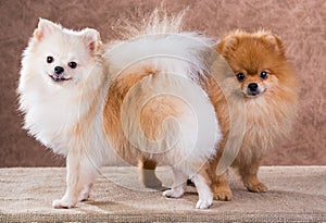 Portrait two Pomeranian dog