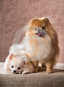 Portrait two Pomeranian dog