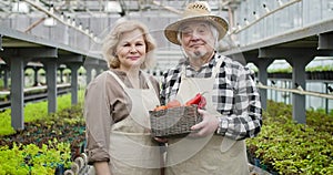 Portrait of two professional agronomists holding basket with organic fresh vegetables. Senior man and woman looking at