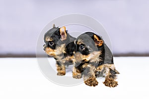 Portrait two puppies of the Yorkshire Terrier