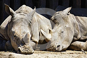 Portrait of two rhinocerous close