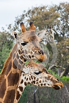 Portrait of two Rothschilds giraffes