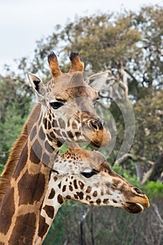 Portrait of two Rothschilds giraffes photo