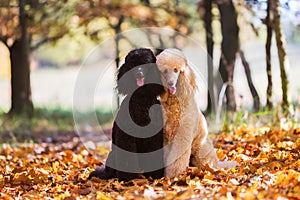 Portrait of two royal poodle