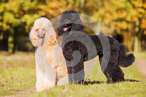 Portrait of two royal poodles