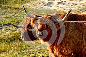 Portrait of two Scottish Highland cattle, a bull and a cow, in the North Holland dune reserve. Schoorlse Duinen, Netherlands