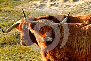 Portrait of two Scottish Highland cattle, a bull and a cow, in the North Holland dune reserve. Schoorlse Duinen, Netherlands