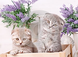 Portrait of two Scottish kittens. Playful cats in the drawer. Beautiful cats background.