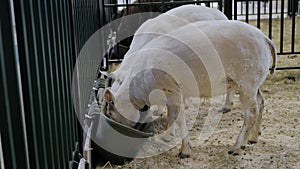 Portrait of two sheep eating compound feed at animal exhibition, trade show