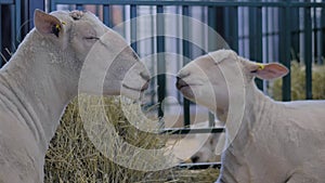 Portrait of two sheep eating hay at animal exhibition, trade show