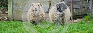 Portrait of two sheep needing a shave banner