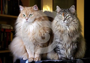 Portrait of two Siberian adult cats.