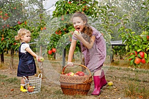 Portrait two siblings girls, little toddler and kid with red apples in organic orchard. Happy siblings, children