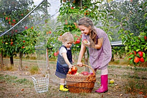 Portrait two siblings girls, little toddler and kid with red apples in organic orchard. Happy siblings, children