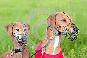 Portrait of two Sighthound Azawakh