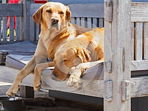 Portrait of two sleeping blonde labradors on the terrace
