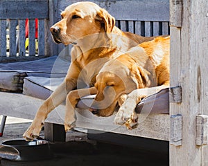 Portrait of two sleeping blonde labradors on the terrace
