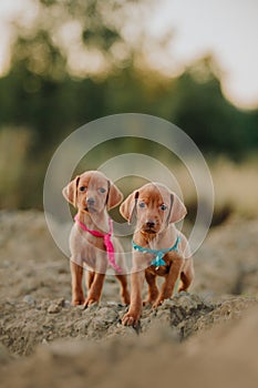 portrait of two small cute puppy Hungarian pointing dog, vizsla stay on sand. field on background