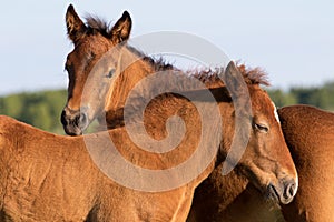 Portrait of two sorrel foal