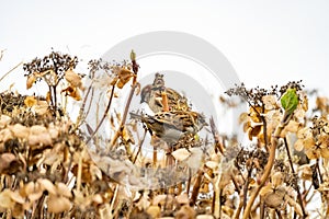 Portrait of two sparrows in an overblown hydrangea bush. close-up against a white sky. copy-space. Selective focus and