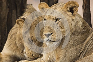 Portrait of two sub-adult male Lions