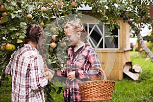 Portrait of two teenage girls picking apples in   garden in   village