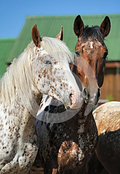 Portrait of a two unusual horses