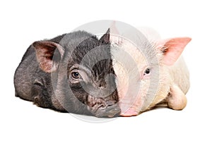Portrait of two Vietnamese pigs lying huddled together