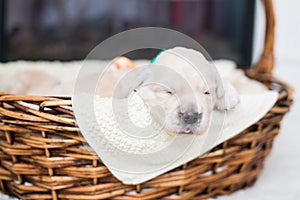 Portrait of two weeks old cute golden retriever puppy in the basket. Lovely Golden retriever bab is lying in the basket