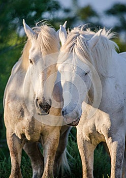 Portrait of two White Camargue horses. Parc Regional de Camargue. France. Provence.