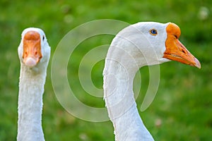 Portrait of two white geese on a bright green background