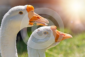 Portrait of two white geese on a bright sunny background