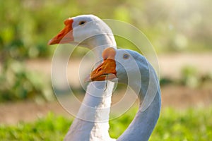 Portrait of two white geese on a bright sunny background