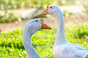 Portrait of two white geese on a bright sunny background