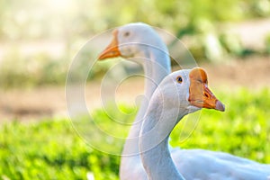 Portrait of two white geese on a bright sunny background
