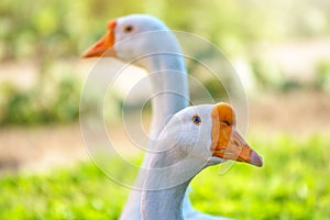 Portrait of two white geese on a bright sunny background