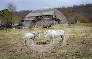 Portrait of two white horses on a farm