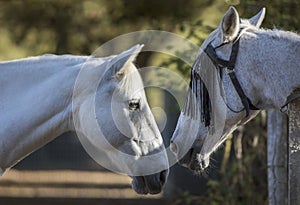 Portrait of two white horses separated by a fence