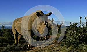 Portrait of two white rhino