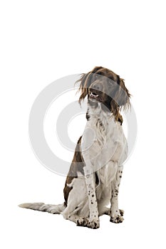 Portrait of a two year old female small munsterlander dog heidewachtel sitting isolated on a white background