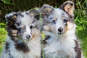 Portrait of two youg sheltie dogs