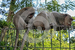 Portrait of two young monkey being inattentive and sitting at th