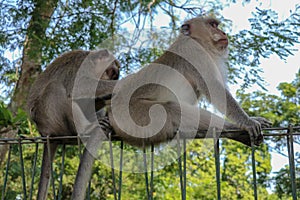 Portrait of two young monkey being inattentive and sitting at th