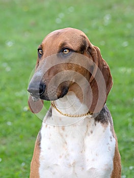 Portrait of typical Scenthound Poitevin