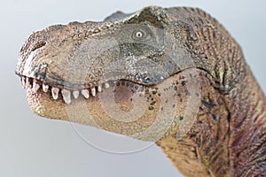 Portrait of a Tyrannosaurus rex isolated on white background