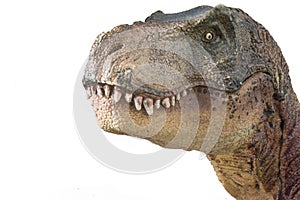 Portrait of a Tyrannosaurus rex isolated on white background